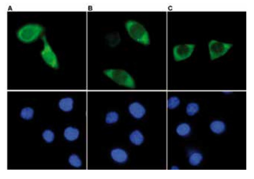 immunofluorescence using monoclonal anti-Cas9 antibodies